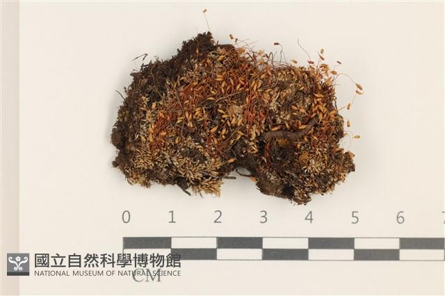 登錄號:B00011917藏品圖，第1張