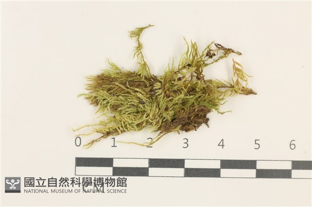 登錄號:B00012817藏品圖，第1張