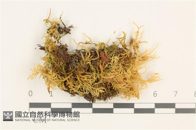 卵葉青蘚藏品圖，第1張