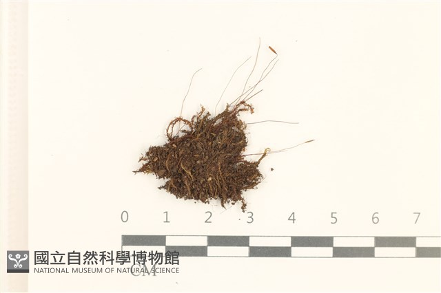 登錄號:B00005097藏品圖，第1張