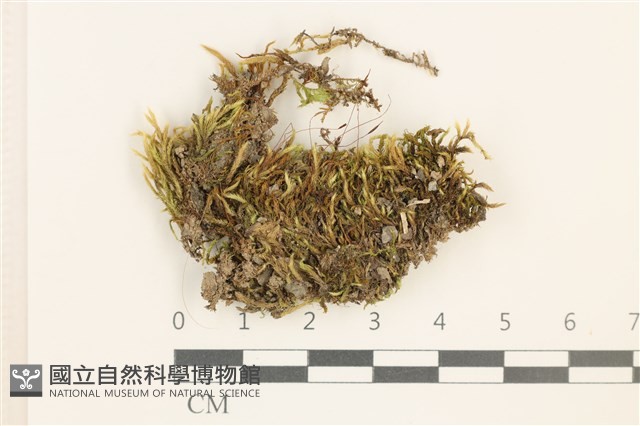 登錄號:B00013097藏品圖，第1張