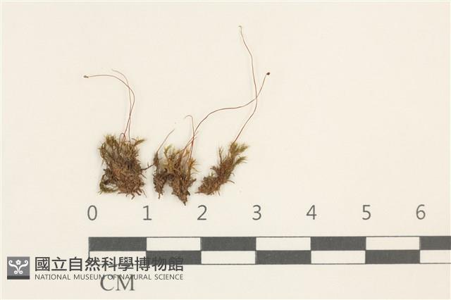 叢生真蘚藏品圖，第1張