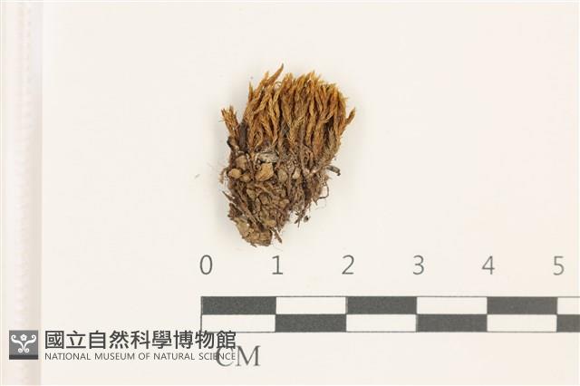 登錄號:B00017897藏品圖，第1張