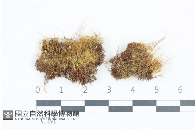 登錄號:B00015897藏品圖，第1張