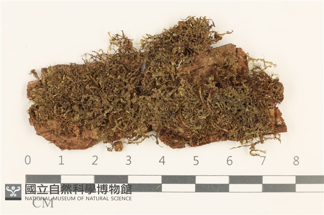 登錄號:B00010897藏品圖，第1張