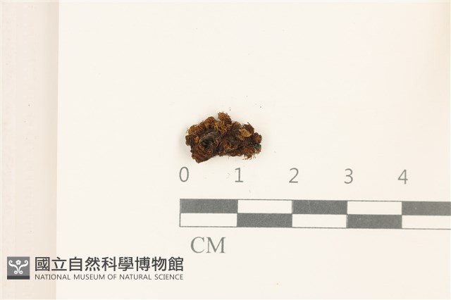兜葉花葉蘚藏品圖，第1張