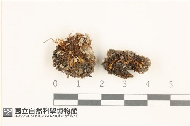 登錄號:B00018947藏品圖，第1張