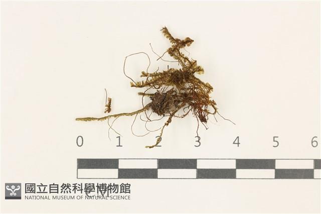 鞭苔,三裂鞭苔藏品圖，第1張