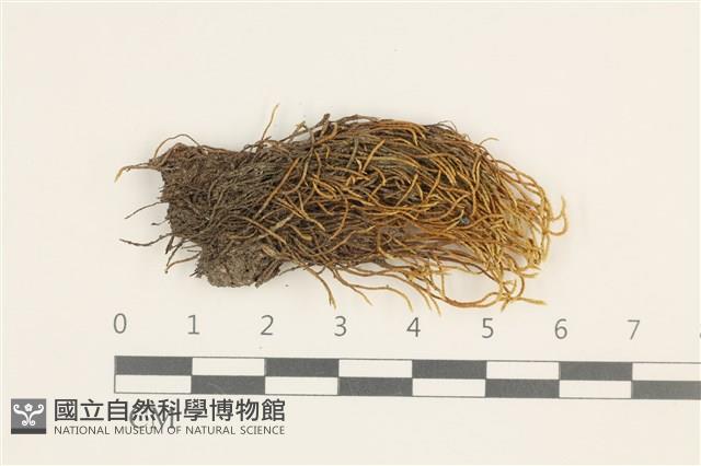 登錄號:B00011947藏品圖，第1張