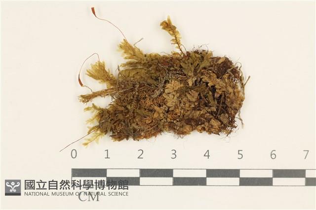 登錄號:B00014847藏品圖，第1張