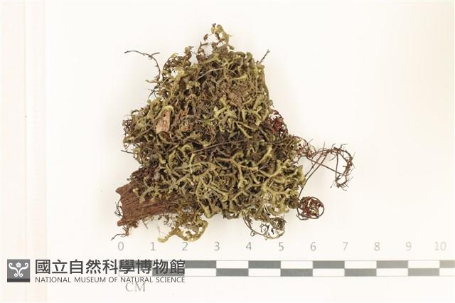 鞭苔,三裂鞭苔藏品圖，第1張