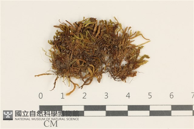 登錄號:B00007847藏品圖，第1張