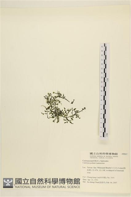 盾葉蕨藻藏品圖，第3張