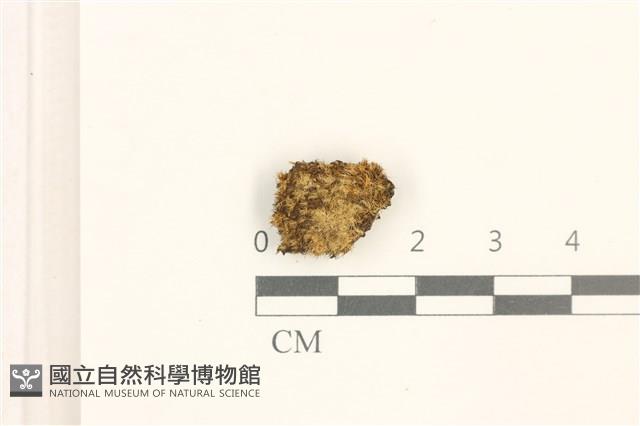 登錄號:B00005067藏品圖，第1張