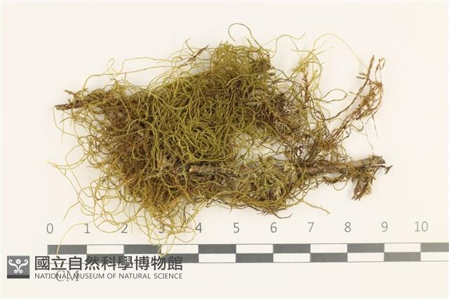 多疣懸蘚藏品圖，第1張