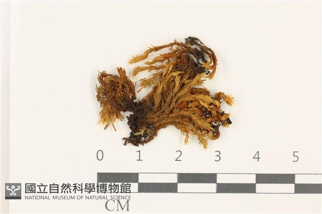 狹葉扭口蘚藏品圖，第1張