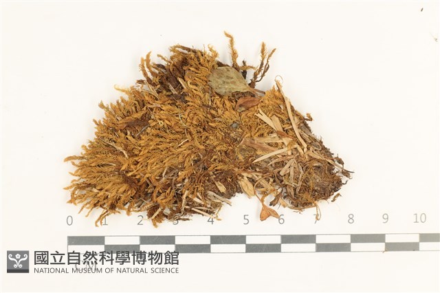 登錄號:B00002967藏品圖，第1張