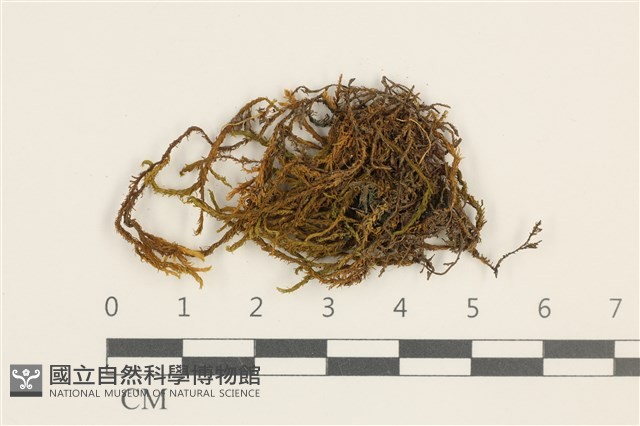登錄號:B00005967藏品圖，第1張