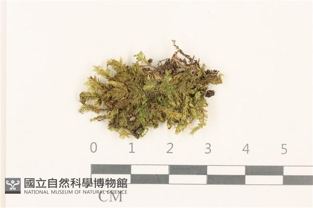 東亞小錦蘚藏品圖，第1張