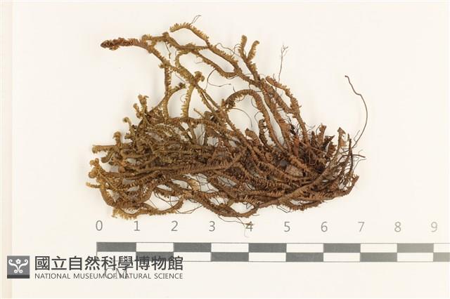 厚角鞭苔藏品圖，第1張