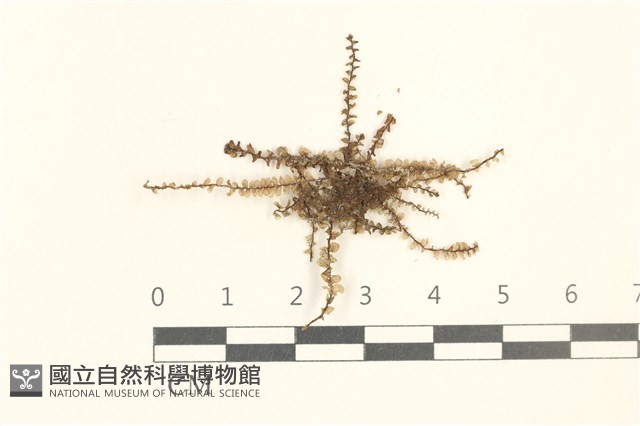 多胞裂萼苔藏品圖，第1張