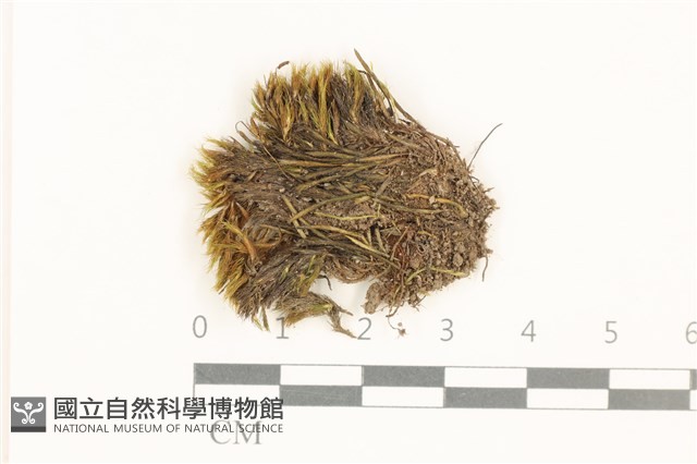 登錄號:B00015867藏品圖，第1張