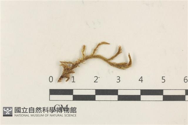 萬年蘚東亞亞種藏品圖，第1張