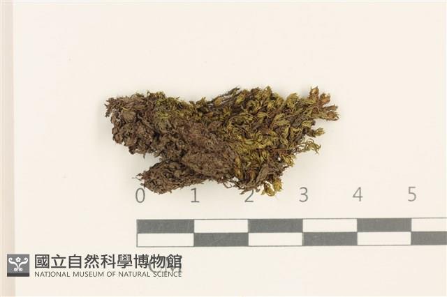 叢生真蘚藏品圖，第1張