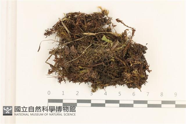 卷葉仙鶴蘚藏品圖，第1張