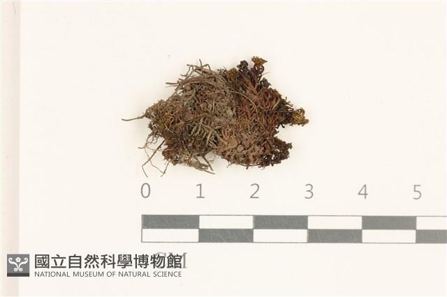 卷葉仙鶴蘚藏品圖，第1張