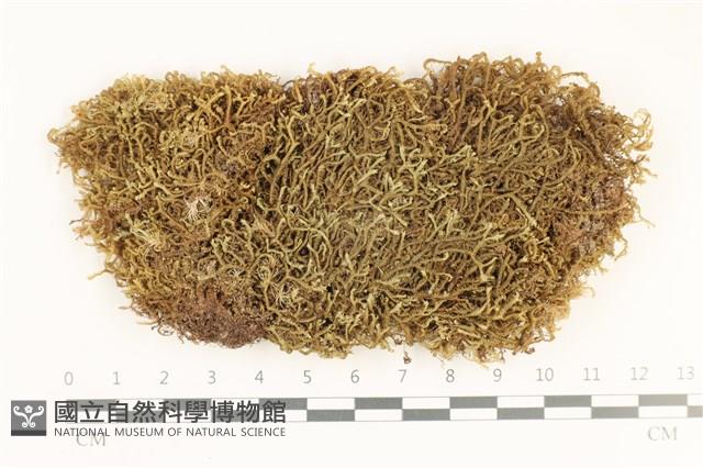 鞭苔,三裂鞭苔藏品圖，第1張