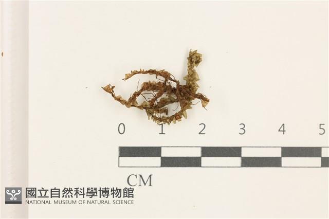 鞭苔藏品圖，第1張