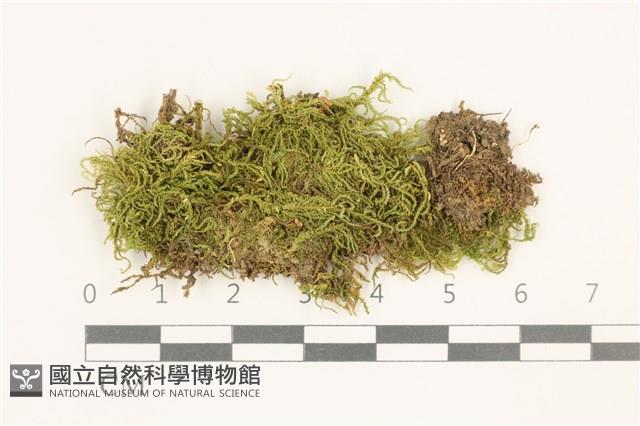 短尖燕尾蘚藏品圖，第1張