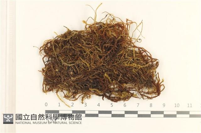 登錄號:B00015807藏品圖，第1張