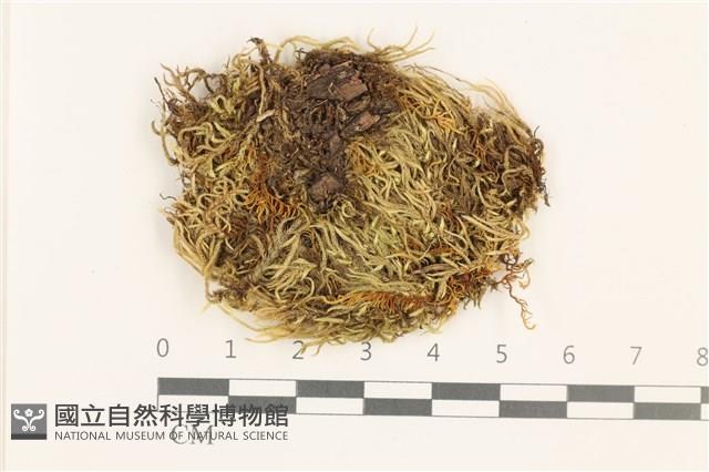 羽枝青蘚藏品圖，第1張