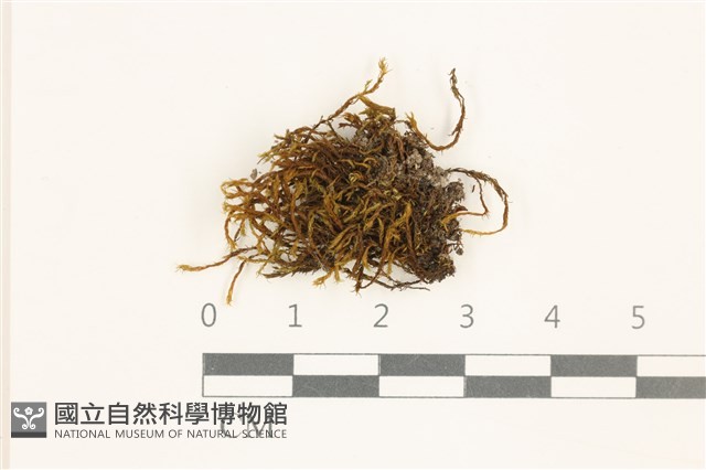 登錄號:B00010087藏品圖，第1張