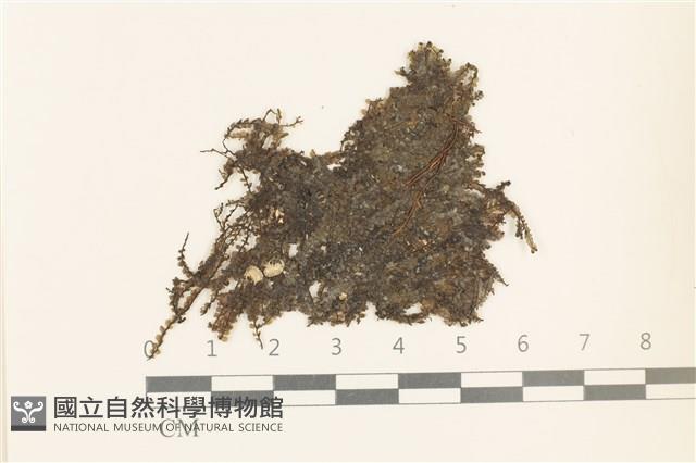 多胞裂萼苔藏品圖，第1張