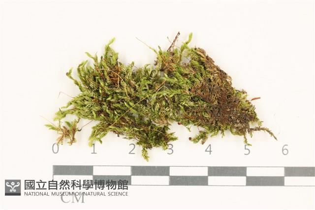 花錦蘚藏品圖，第1張