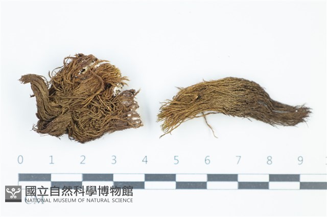 登錄號:B00010187藏品圖，第1張