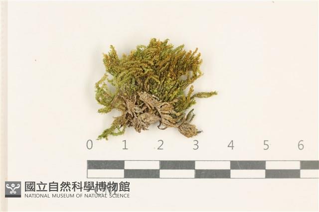 柔軟櫛葉蘚藏品圖，第1張