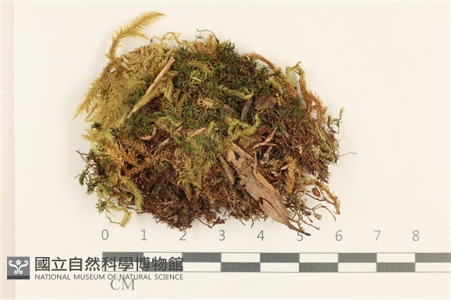 細葉真蘚藏品圖，第1張