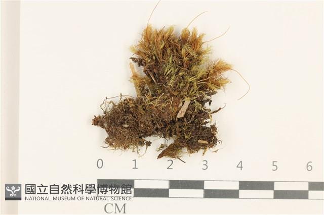 登錄號:B00010987藏品圖，第1張