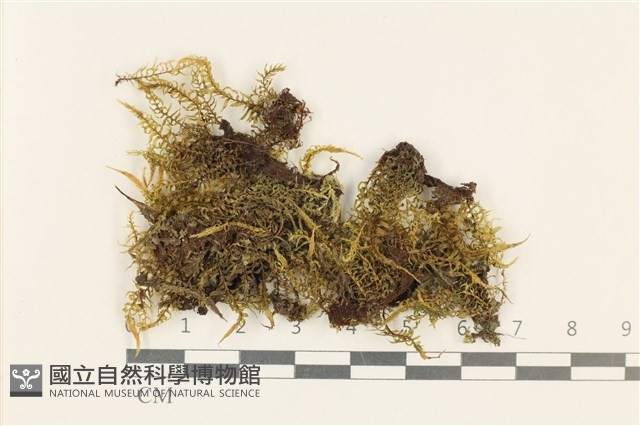 粗齒雉尾蘚藏品圖，第1張