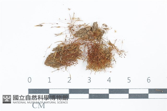 登錄號:B00014887藏品圖，第1張