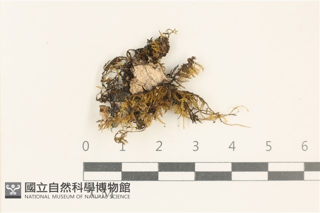 登錄號:B00005887藏品圖，第1張