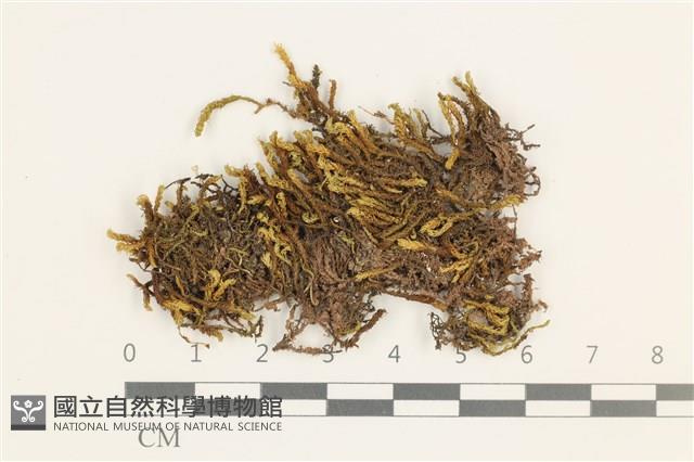 登錄號:B00011887藏品圖，第1張