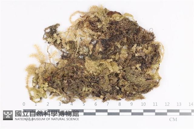 長尖灰氣蘚藏品圖，第1張