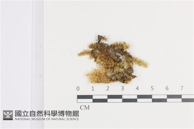 大灰氣蘚藏品圖，第1張