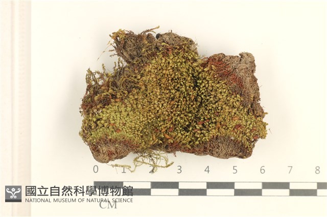 圓葉真蘚藏品圖，第1張