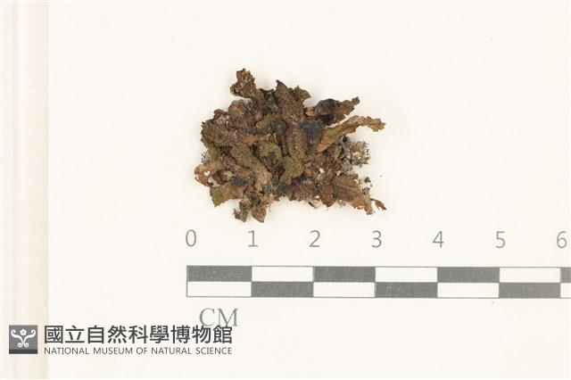 日本蛇苔藏品圖，第1張